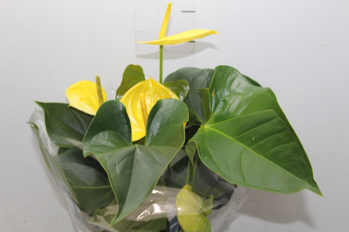 <h4>ANTHURIUM COLOURS AMARELO P17</h4>