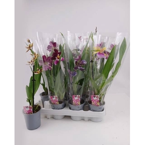 ORCHIDEEEN GEM