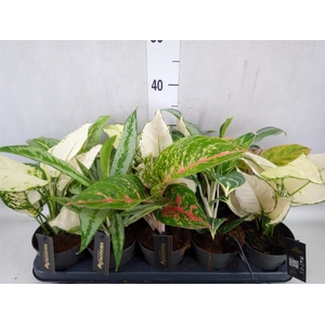 Aglaonema   ...