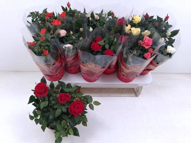 <h4>RO FAV RO GEM 6 SRT</h4>