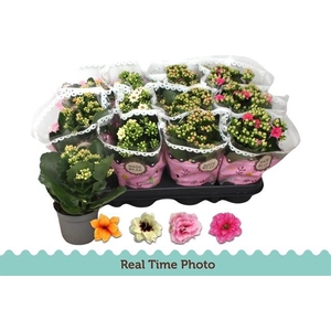 Kalanchoe blos.   ..mix