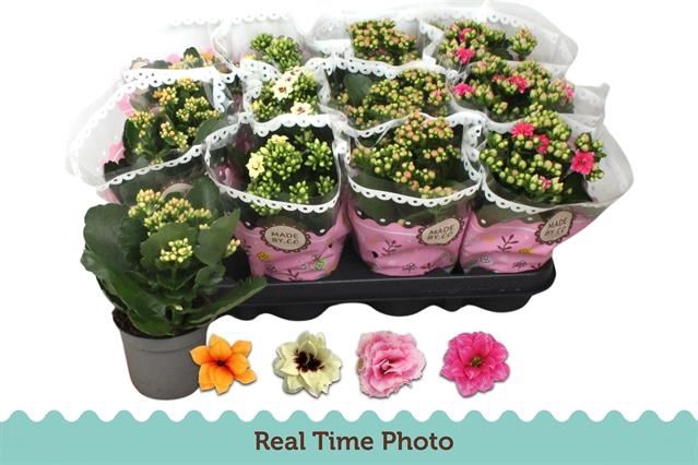 <h4>Kalanchoe blos.   ..mix</h4>