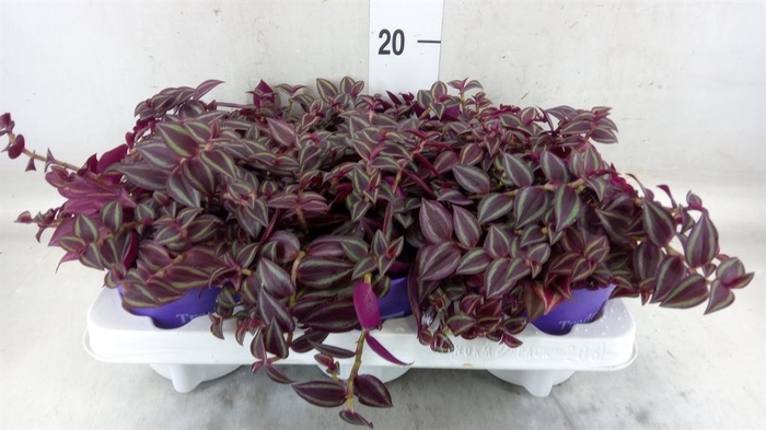 <h4>Tradescantia ...</h4>