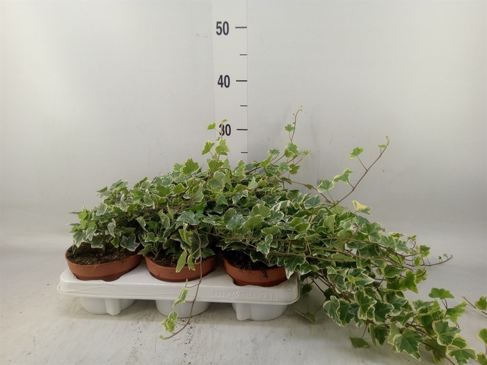 <h4>Hedera helix 'White Wonder'</h4>