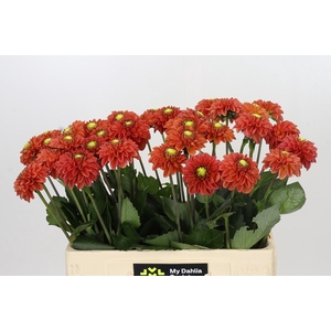 Dahlia Zundert Mystery Fox
