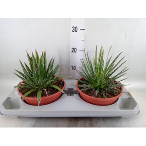 Agave filifera