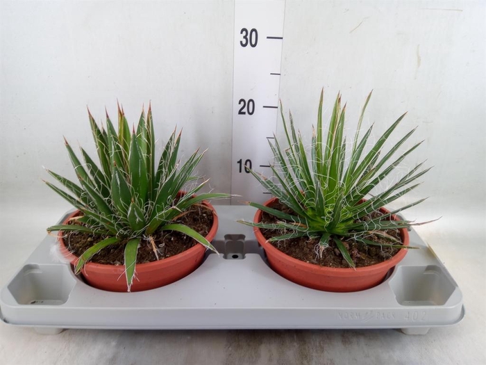 <h4>Agave filifera</h4>