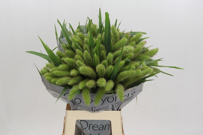 <h4>SETARIA IT VOLL MELK</h4>