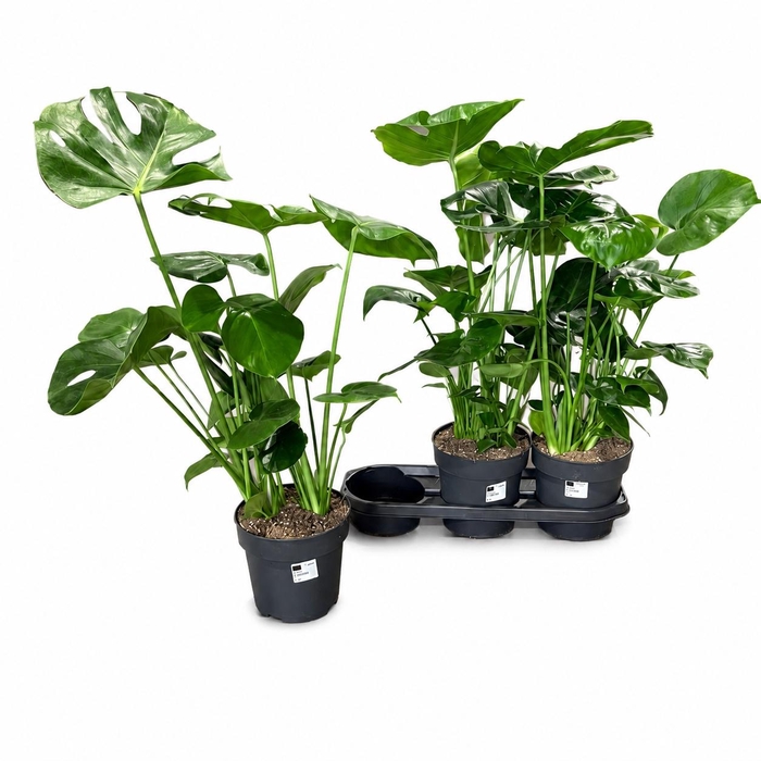 <h4>MONSTERA DELICIOSA</h4>