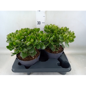 Crassula  'Minova Magic'