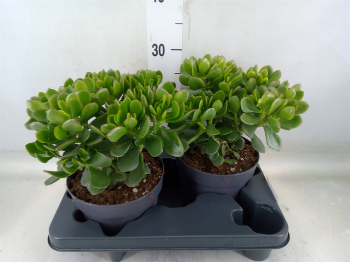 <h4>Crassula  'Minova Magic'</h4>