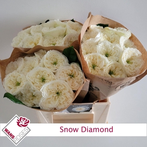 ROSA GR 'SNOW DIAMOND'