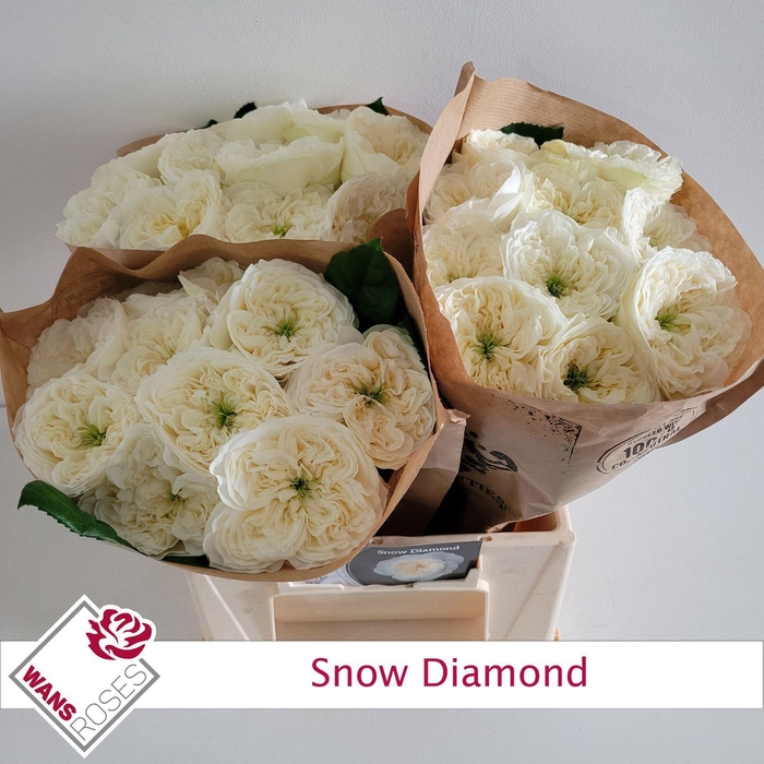 <h4>ROSA GR 'SNOW DIAMOND'</h4>