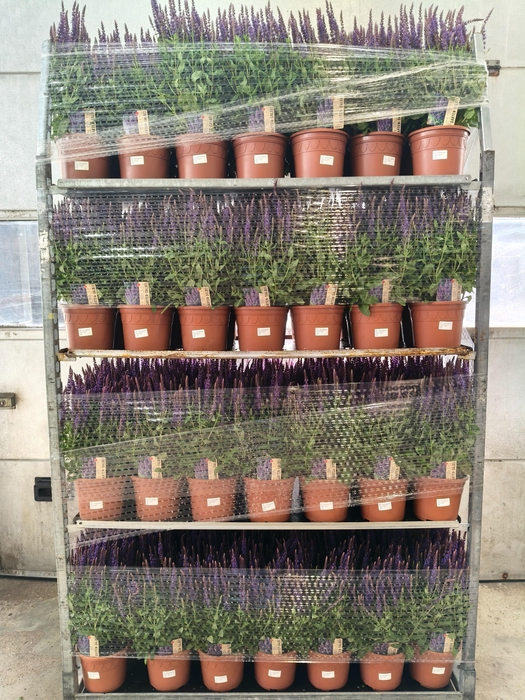 <h4>SALVIA NE OSTFRIESL</h4>