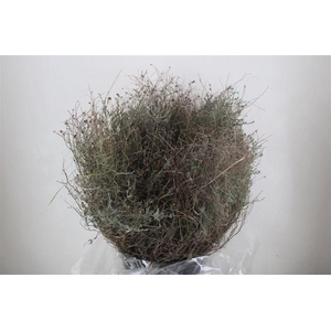 Thym Falso 250gr P Bunch