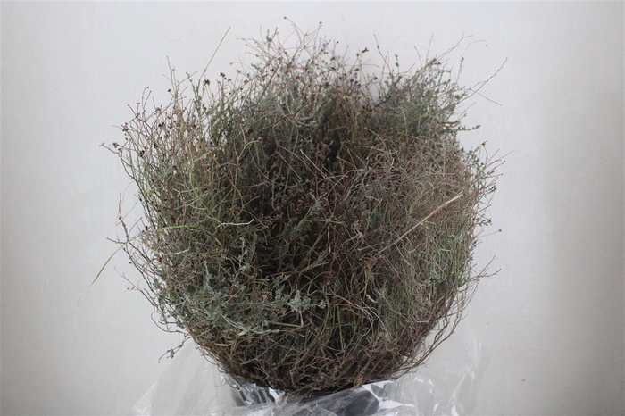 <h4>Thym Falso 250gr P Bunch</h4>