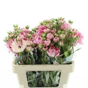 Ran Nat Moderna Venus