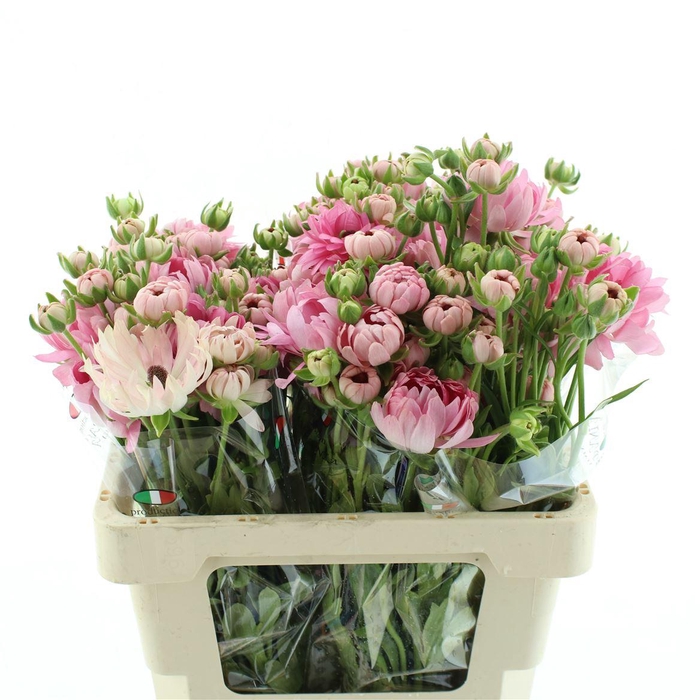 Ran Nat Moderna Venus