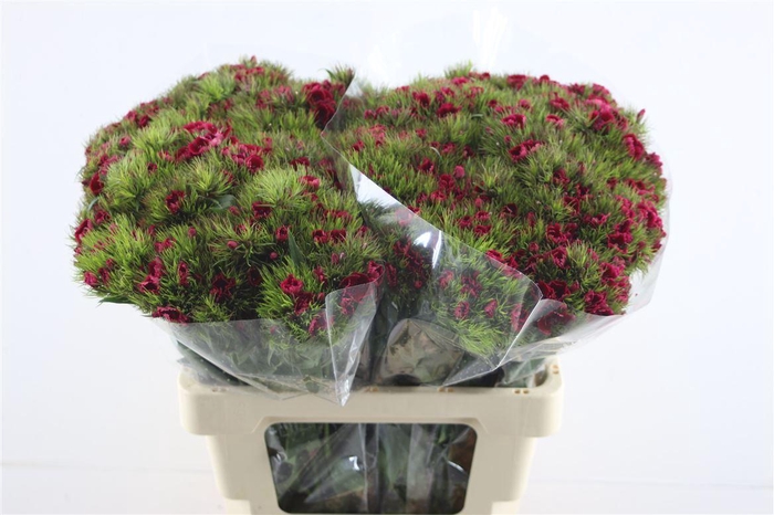 <h4>Di Barb Dark Red</h4>