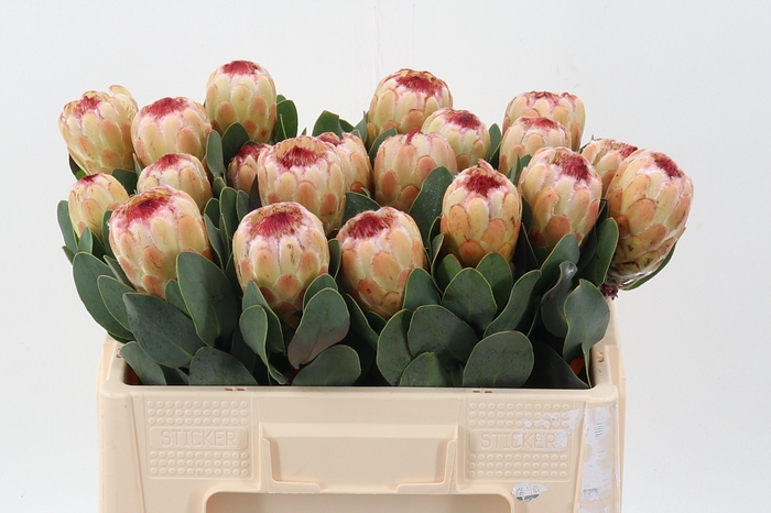 <h4>Protea Grandicolor</h4>