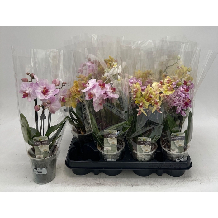<h4>PHAL GEM</h4>