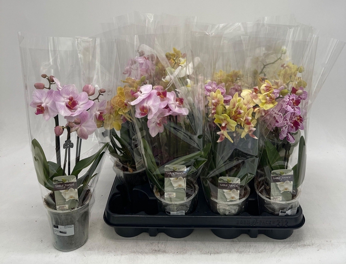 PHAL GEM