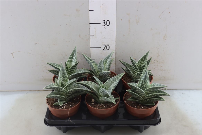 Aloe Variegata