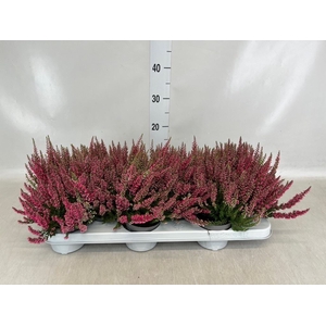 Calluna vulg. 'Beauty L Sylke'