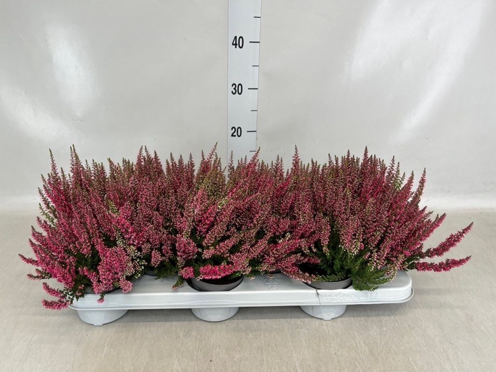 <h4>Calluna vulg. 'Beauty L Sylke'</h4>