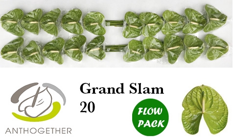 <h4>Anthurium Grand Slam</h4>