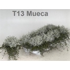 arr8 Leucoph Brownii + Muehlenbeckia