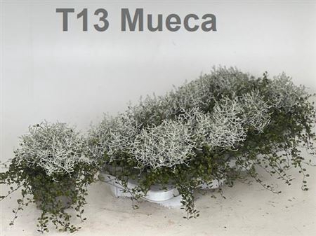 <h4>Leucoph Brownii</h4>
