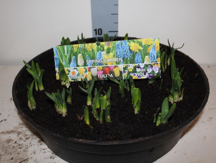 <h4>NARC O TETE A TETE</h4>