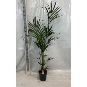 HOWEA FORSTERIANA