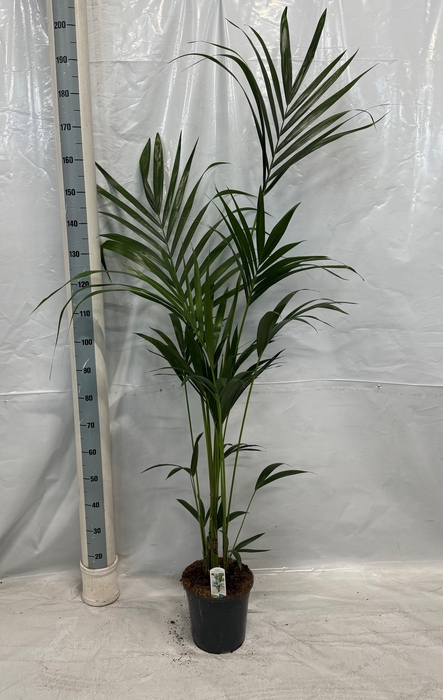 <h4>HOWEA FORSTERIANA</h4>
