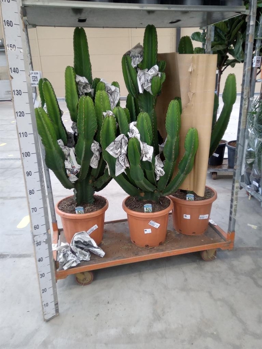 <h4>Euphorbia ingens</h4>