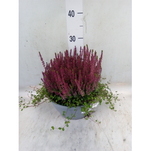Calluna vulg. 'Garden G Amethyst'