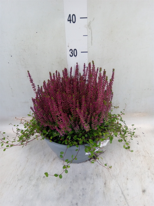 <h4>Calluna vulg. 'Garden G Amethyst'</h4>
