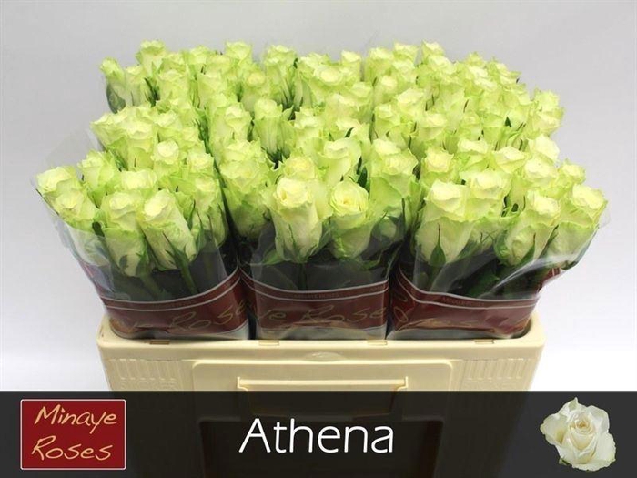 <h4>RS GR ATHENA</h4>