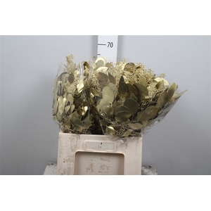 Euc Populus Berry V Gold