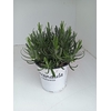 Lavandula x intermedia Edelweiss