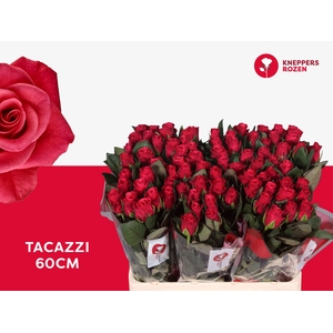 R Gr Tacazzi Kneppers