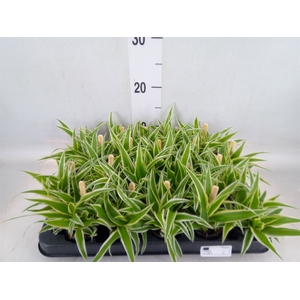 Chlorophytum com. 'Ocean'