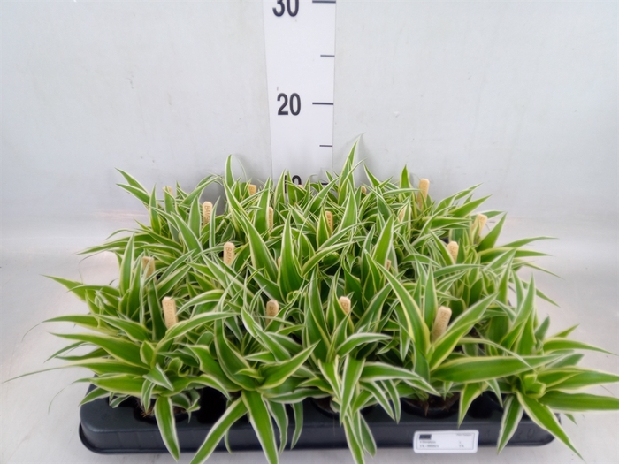 <h4>Chlorophytum com. 'Ocean'</h4>