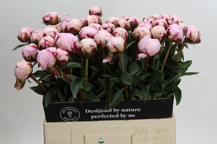 <h4>Paeonia Lact. Reine Hortense</h4>