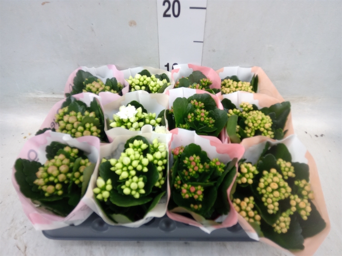 <h4>Kalanchoe blos.   ..rosebud mix  4</h4>