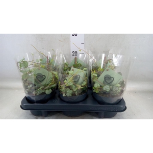 Ceropegia woodii ssp. woodii