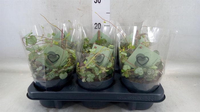 <h4>Ceropegia woodii ssp. woodii</h4>