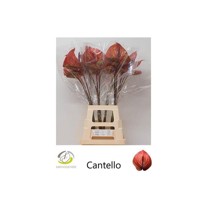 <h4>Anth A Cantello</h4>