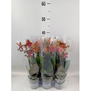 Phalaenopsis multi.   ...
